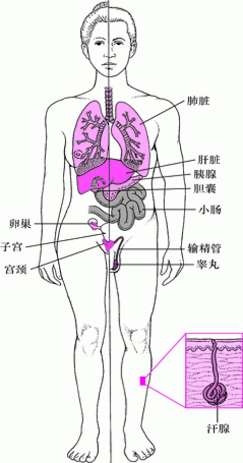 囊性纤维化：不仅仅是一种肺部疾病
