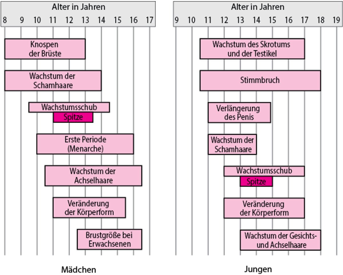 Meilensteine der sexuellen Entwicklung