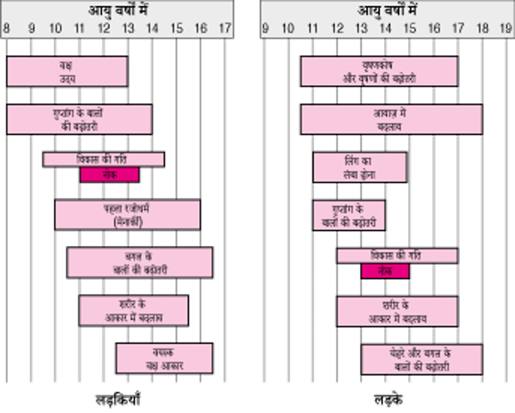 यौन विकास में महत्वपूर्ण खोज