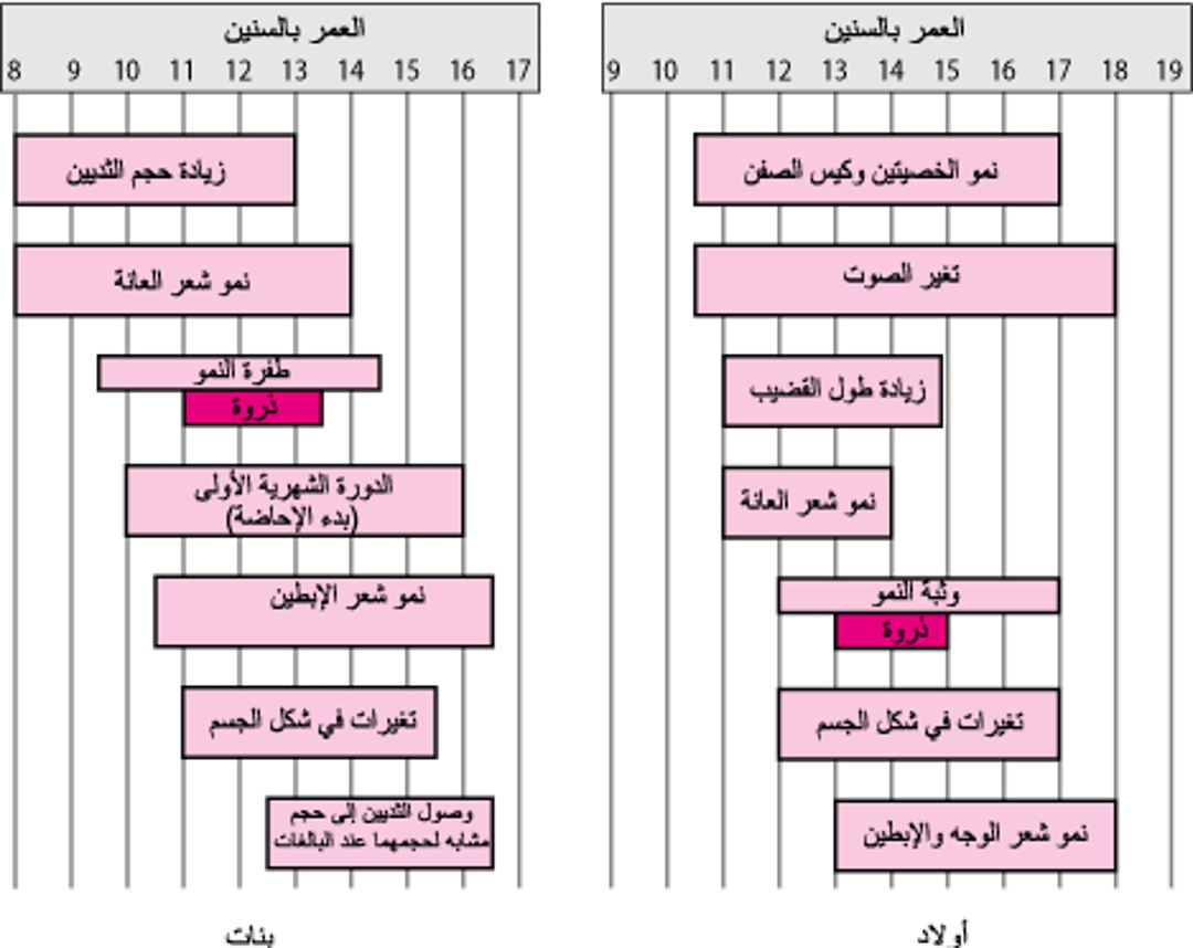 المعالم الرئيسية في التطور الجنسي للذكور والإناث