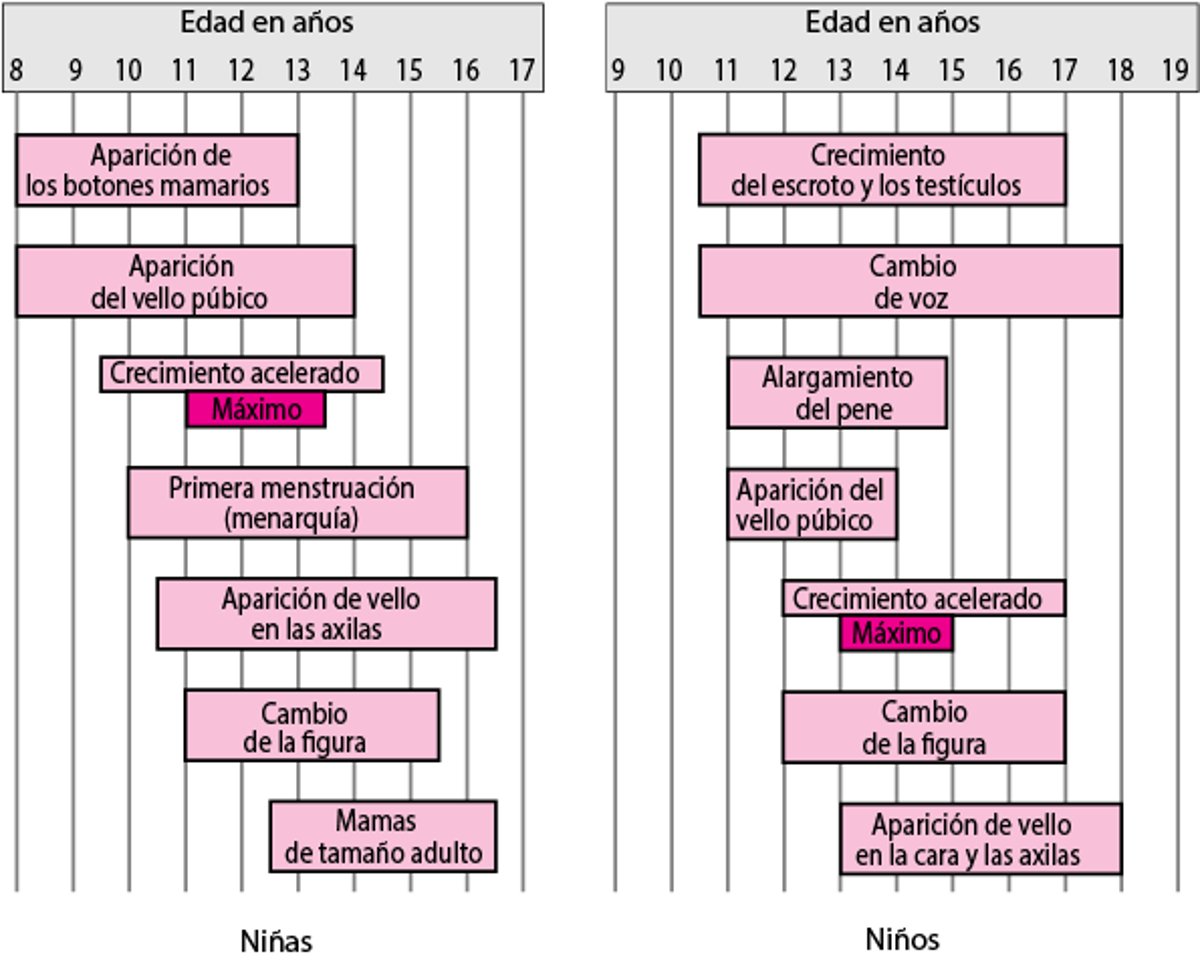 Hitos en el desarrollo sexual para chicas y chicos