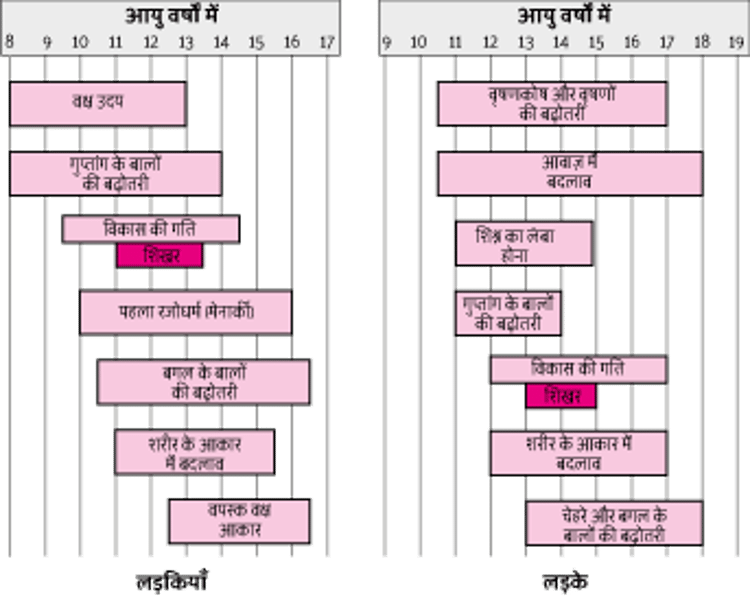 लड़कियों और लड़कों के लिए, यौन विकास में मील के पत्थर होता है