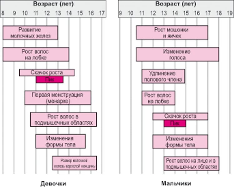 Основные этапы полового развития