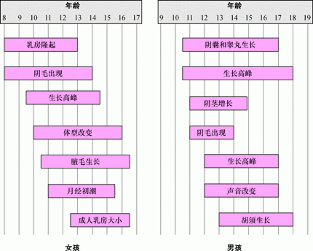 男孩和女孩性发育的里程碑