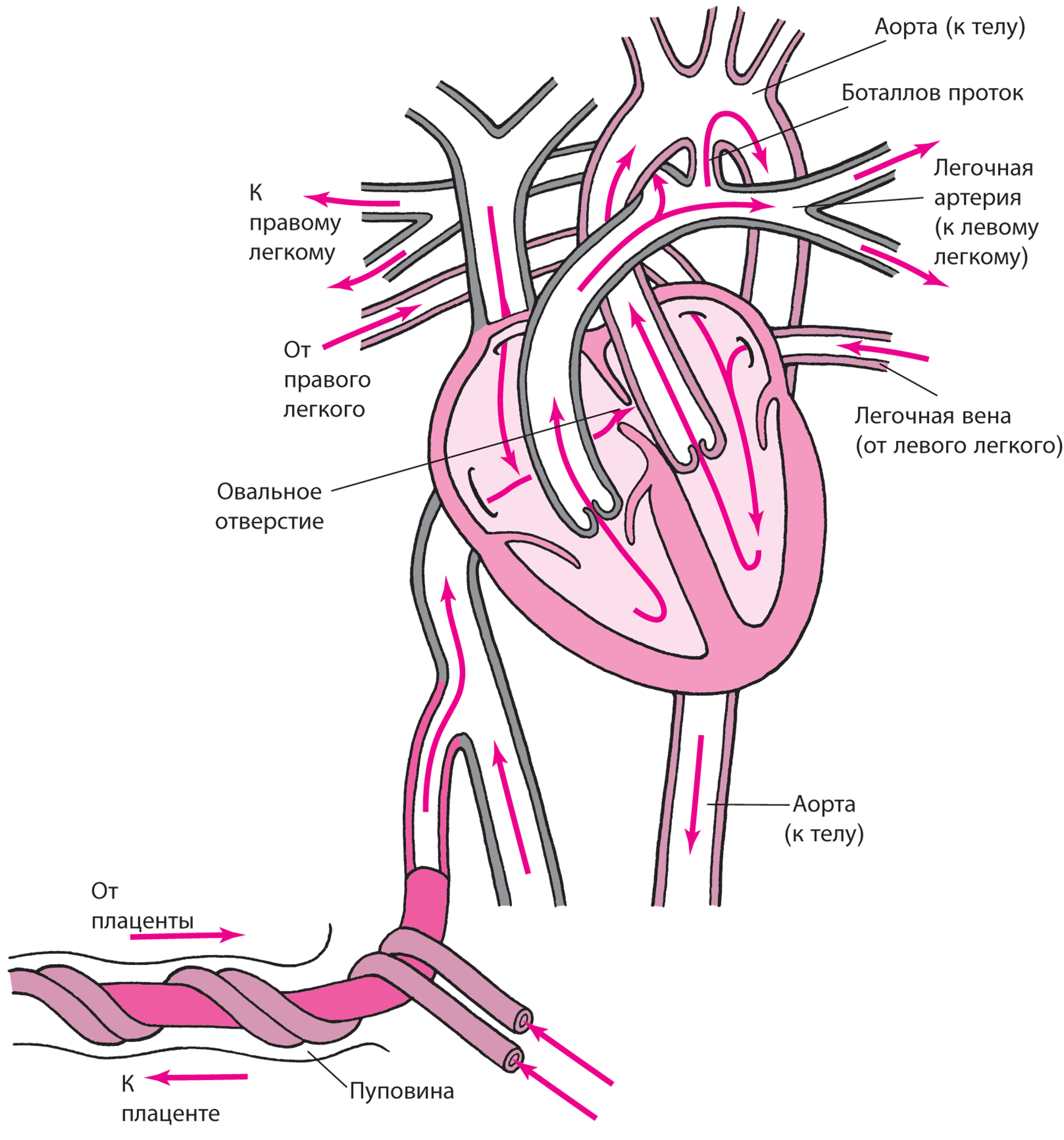Plexus arteriosus