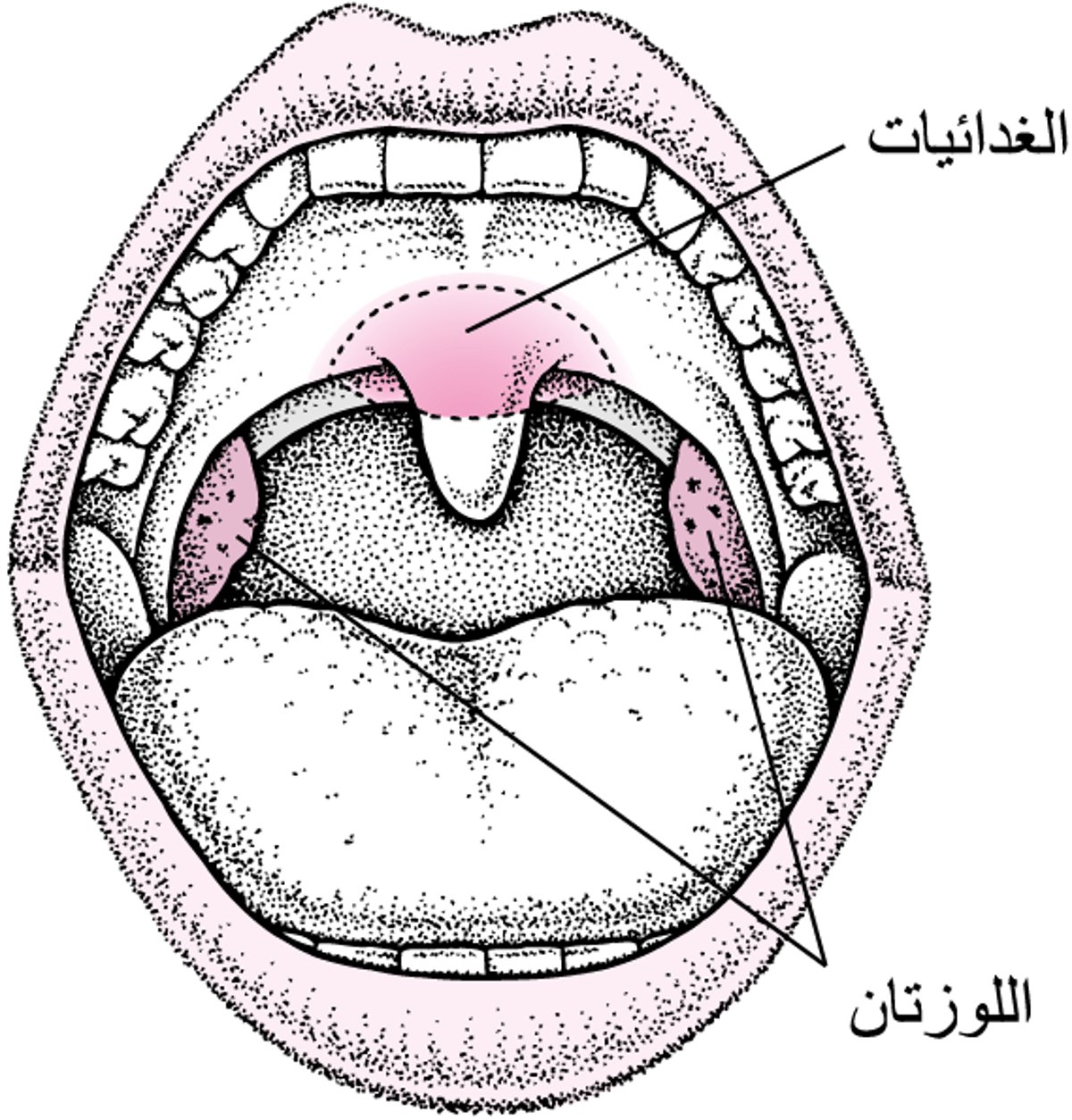 تحديدُ موضع اللوزتين والغدانيات