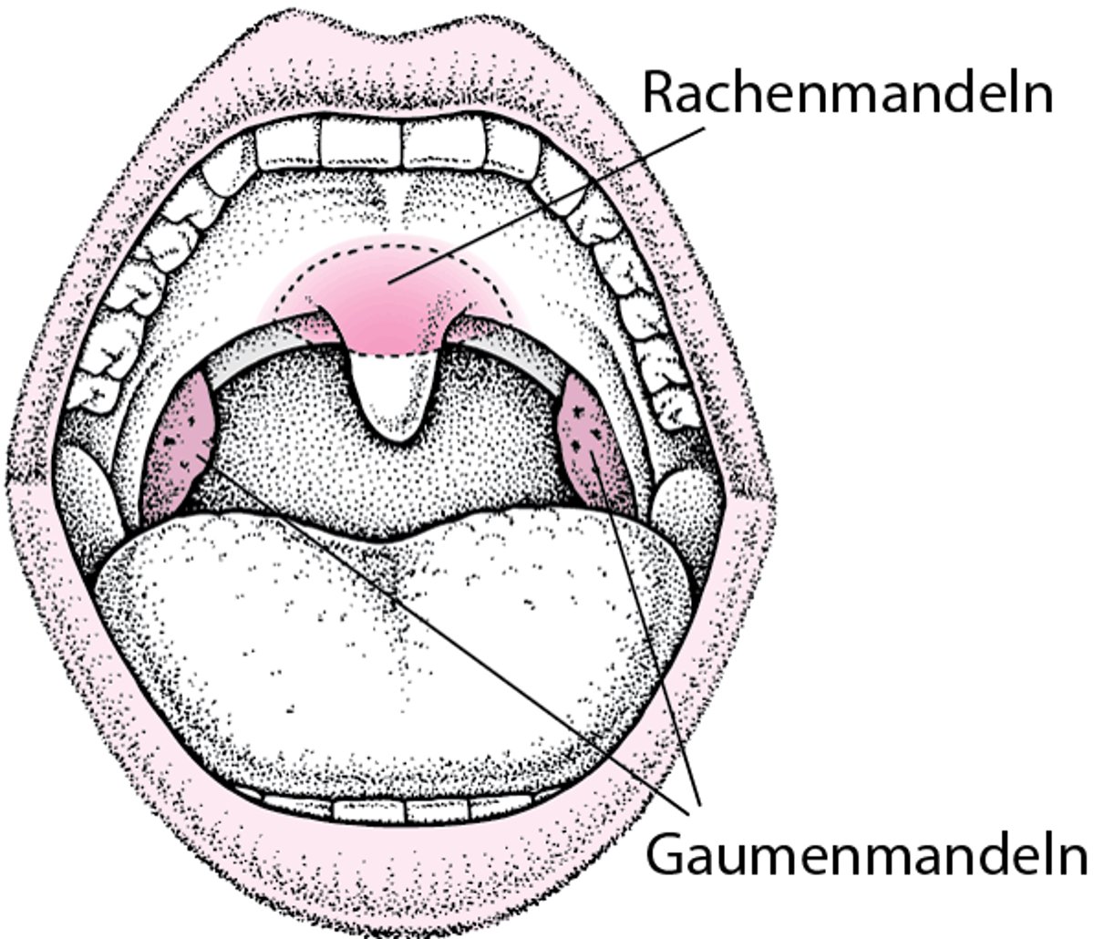 Lage der Gaumen- und Rachenmandeln