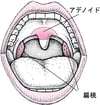 扁桃とアデノイドの位置
