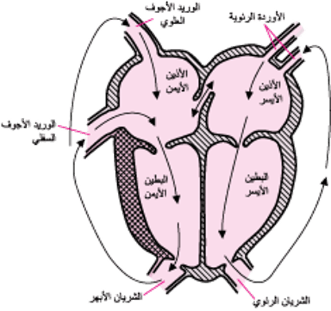 تبادل مواقع الشرايين الكبيرة
