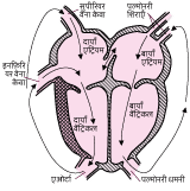 महाधमनियों का ट्रांस्पोज़िशन
