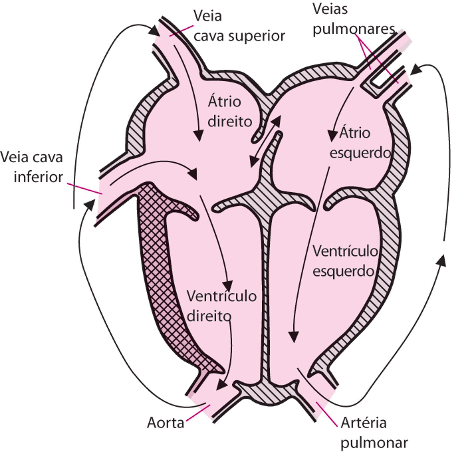 Transposição das grandes artérias