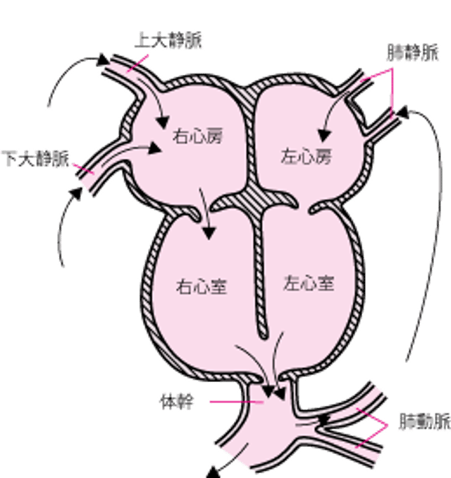 総動脈幹遺残症