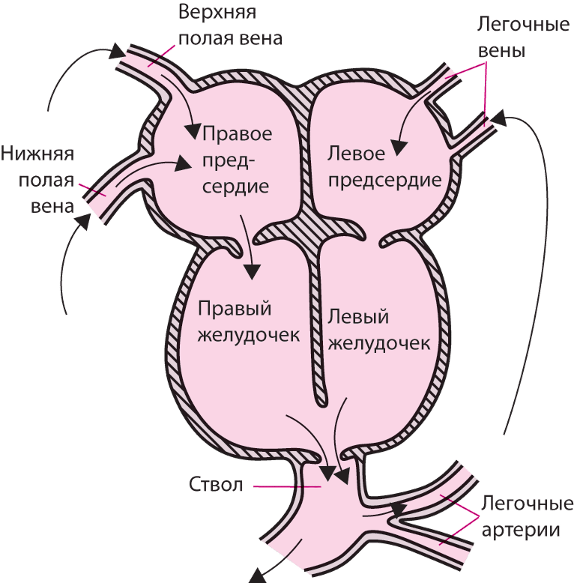 Общий артериальный ствол