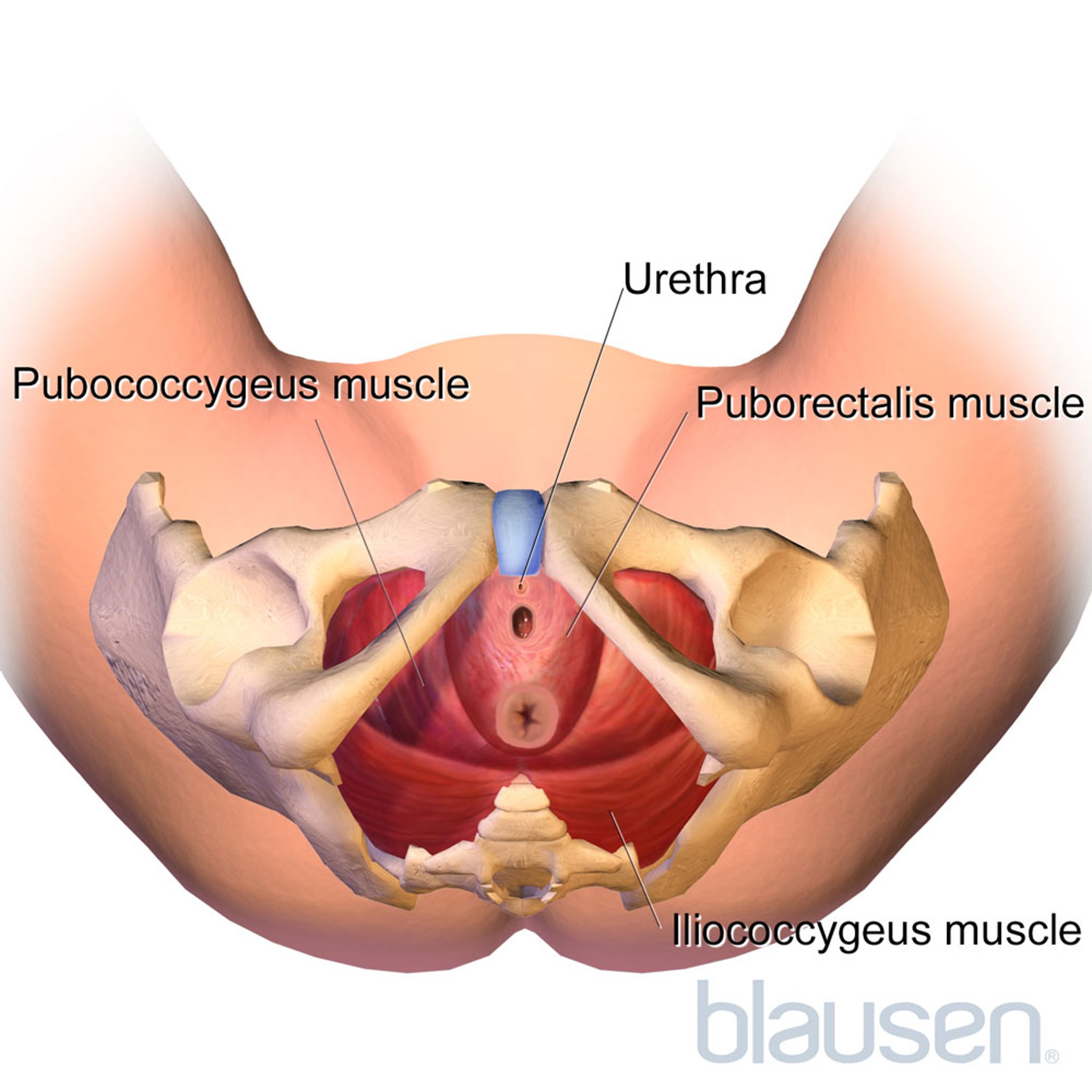 Pelvic Floor Muscles (Bottom View)