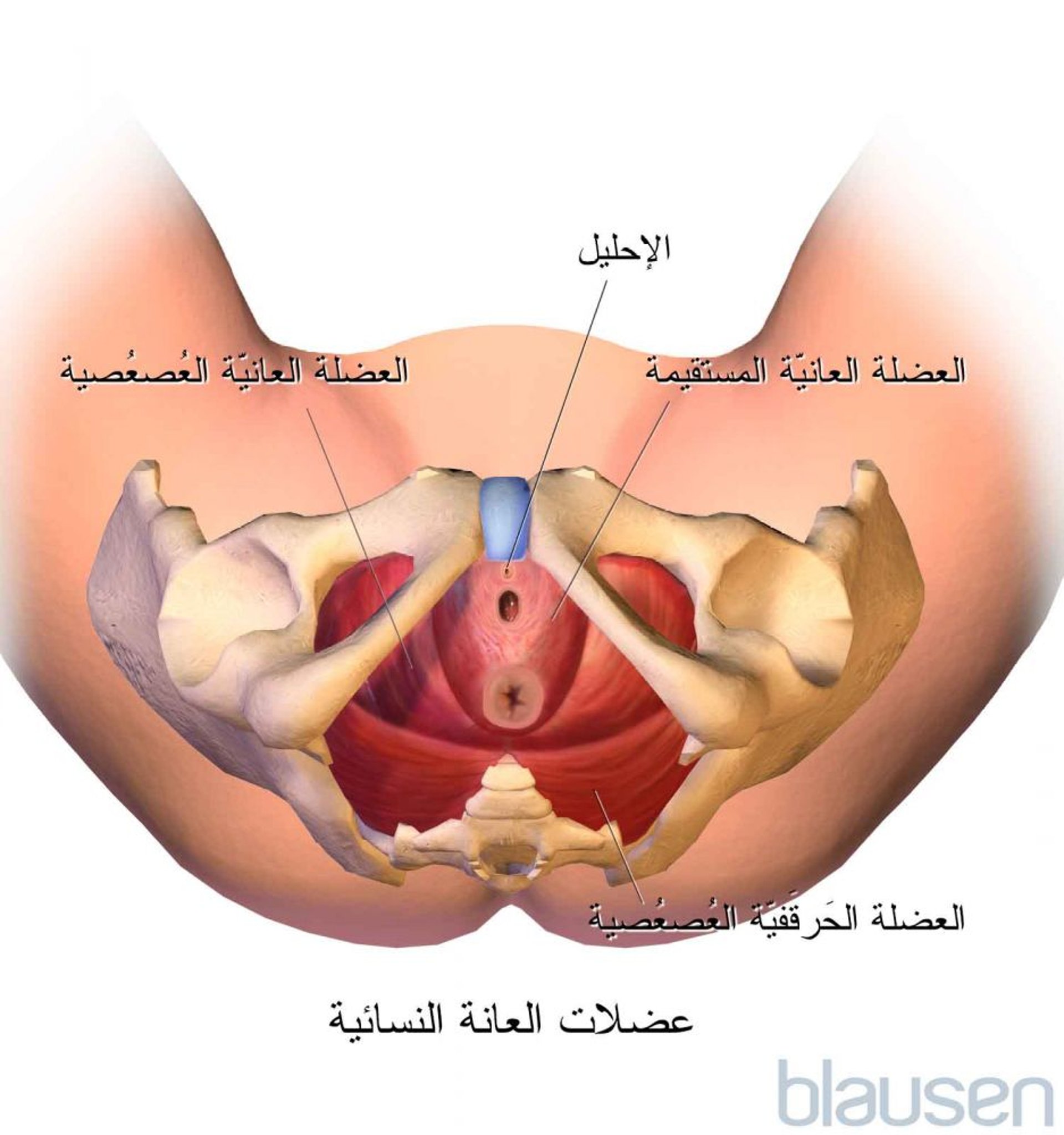 العضلات الحوضية عند الأنثى (منظر سفلي)