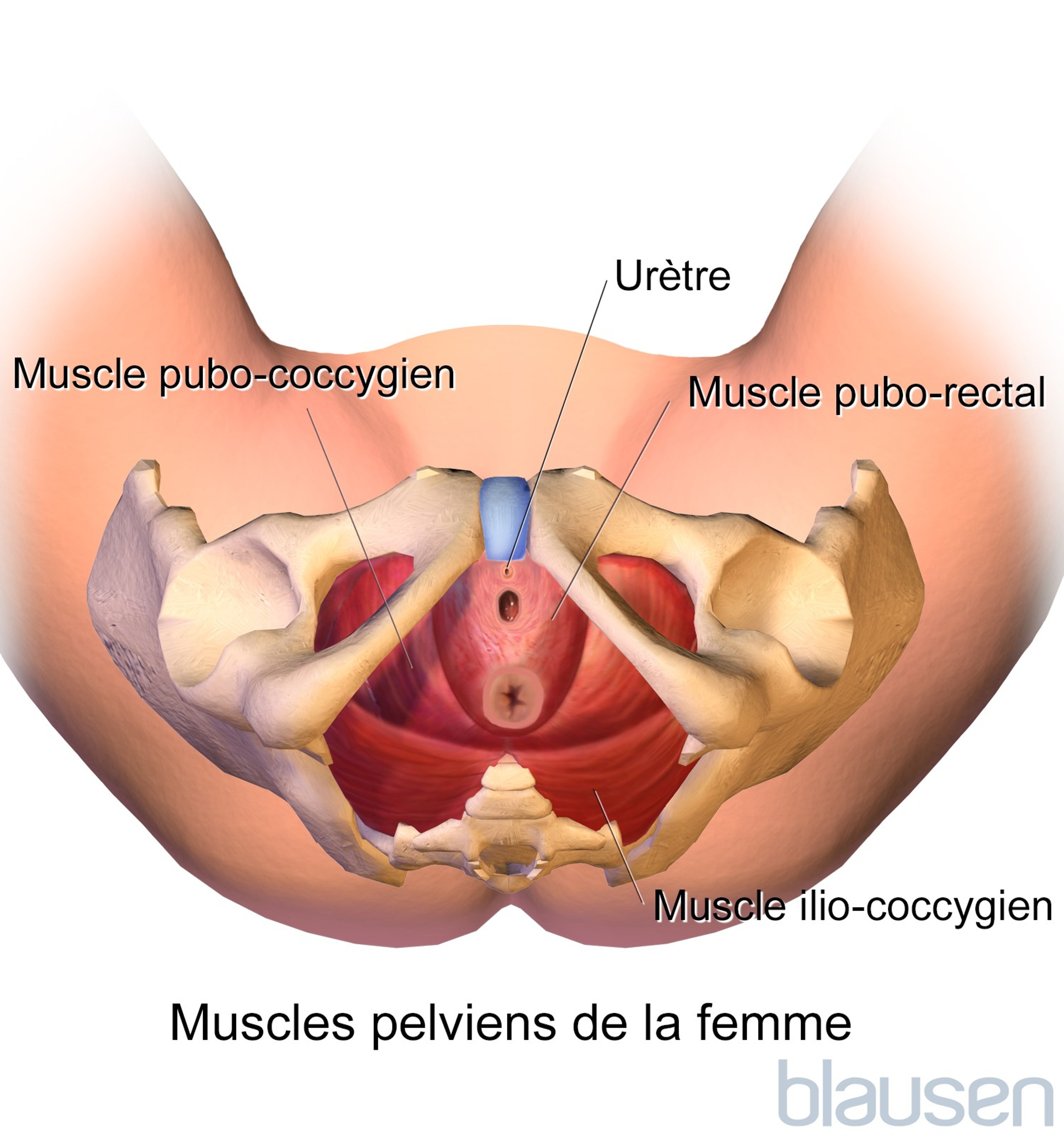 Muscles pelviens chez la femme (vue inférieure)