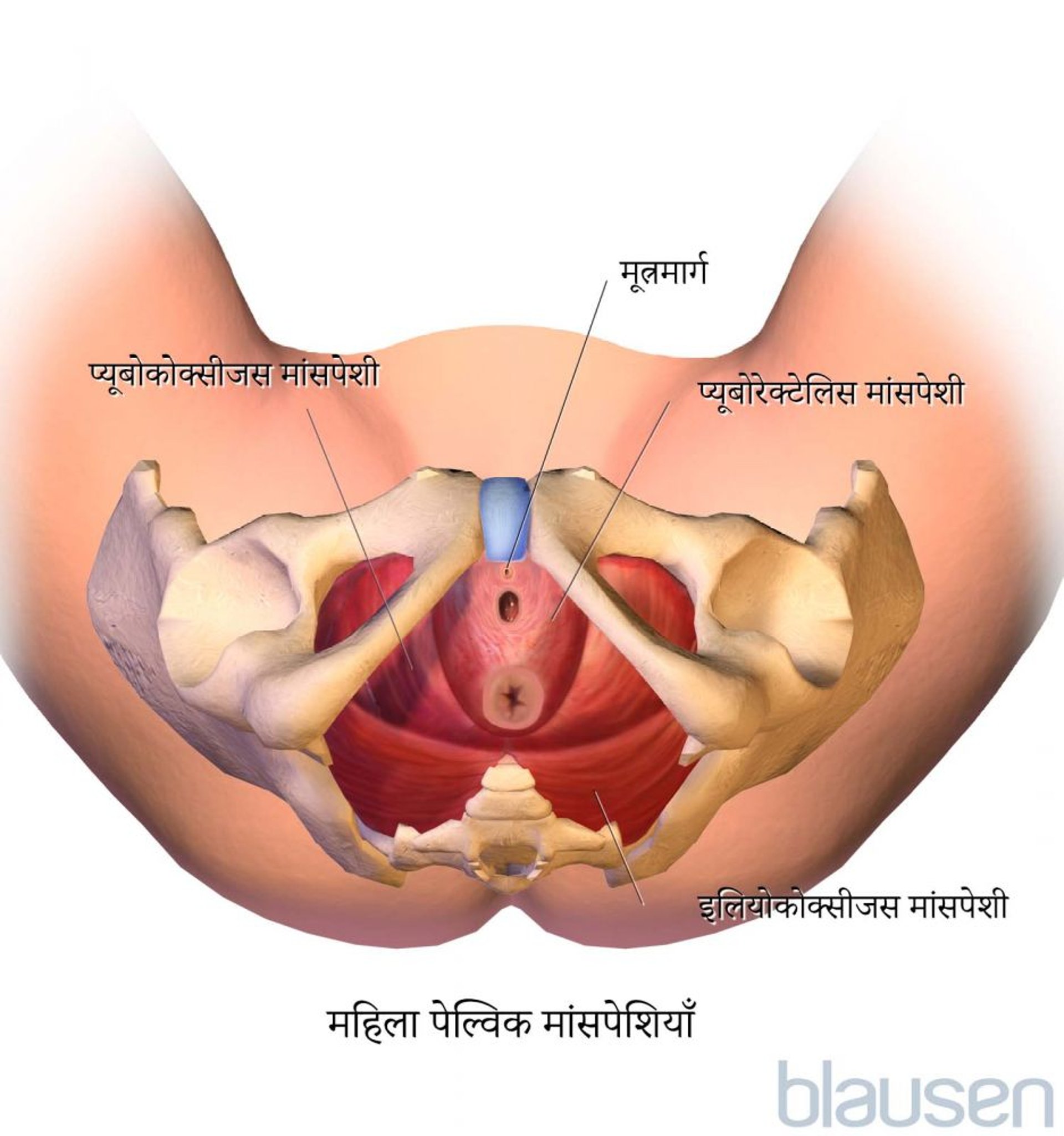 महिला पेल्विक मांसपेशियां (नीचे का व्यू)
