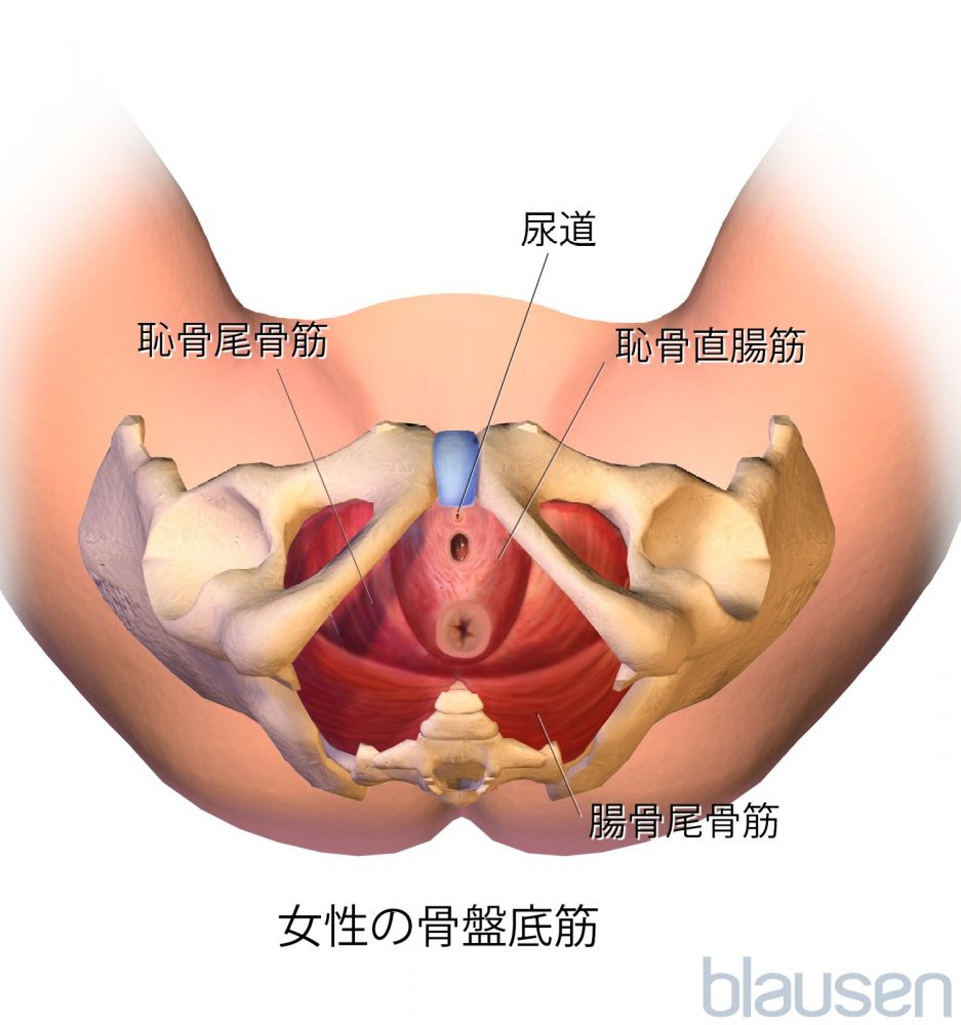 女性の骨盤底筋（底面図）