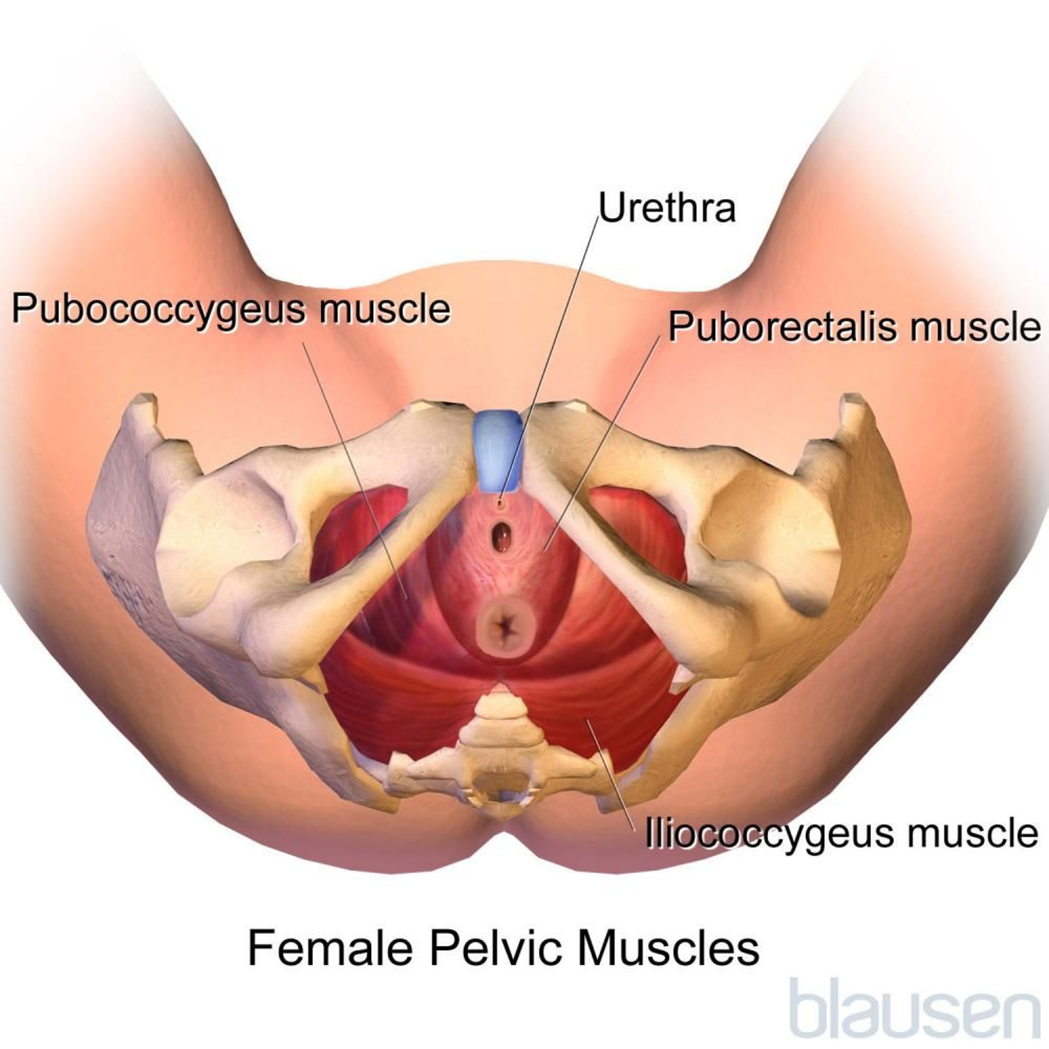 女性盆腔肌肉（底部视图）