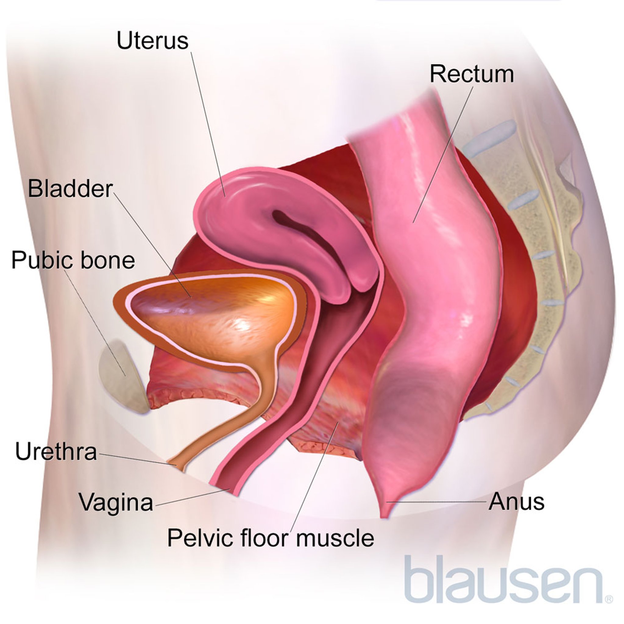Pelvic Floor Muscles (Side View)