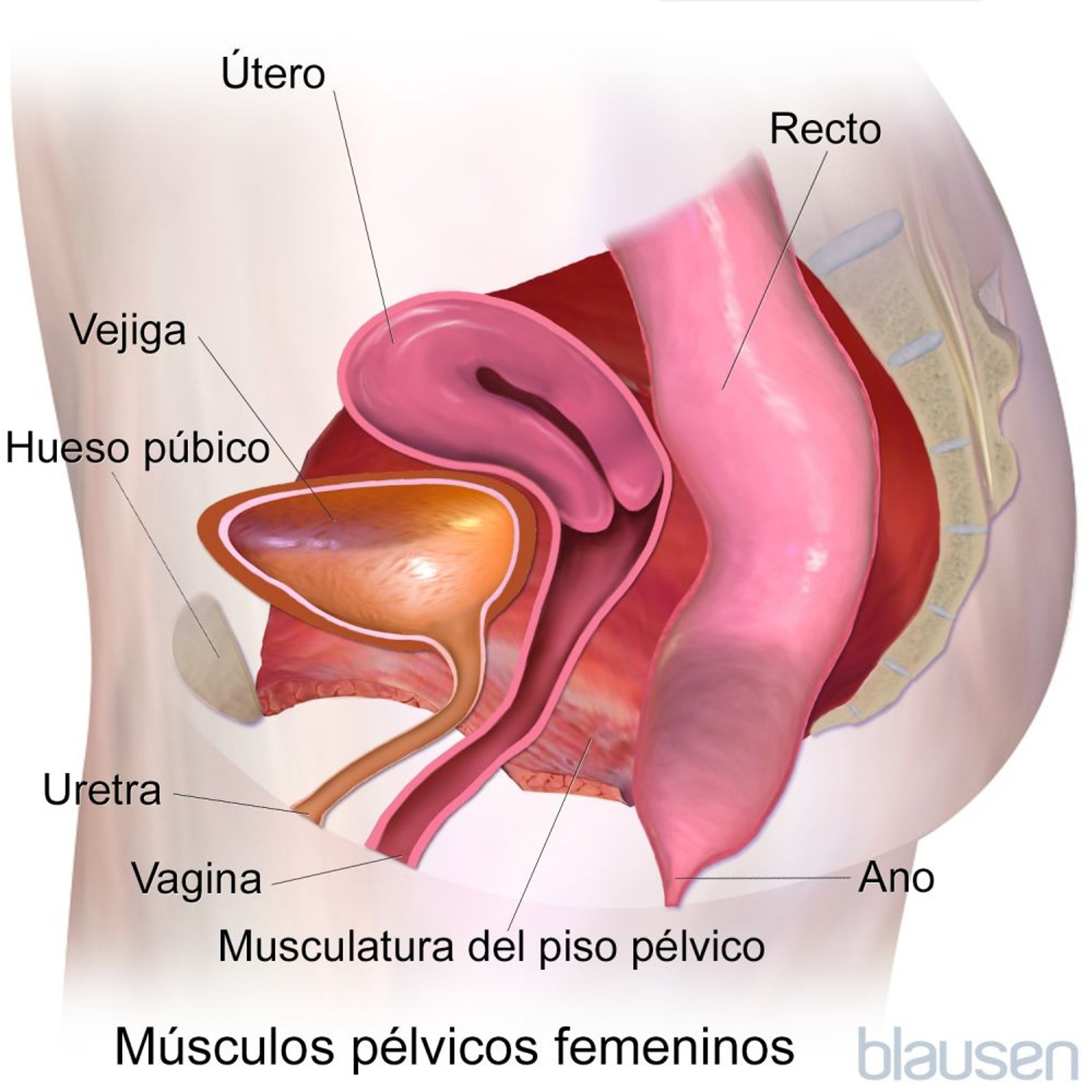 Músculos pélvicos femeninos (vista lateral)