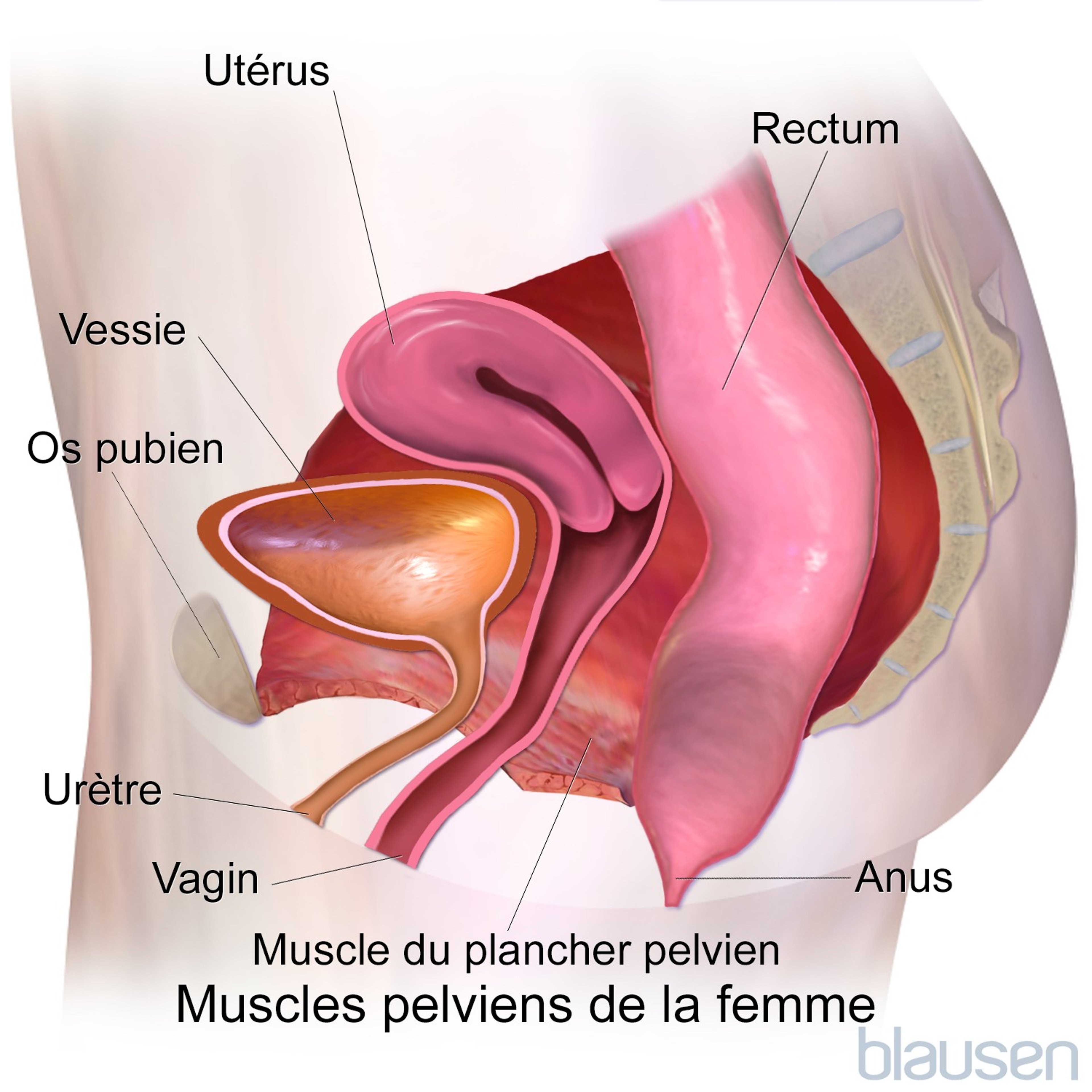 Muscles pelviens chez la femme (vue latérale)