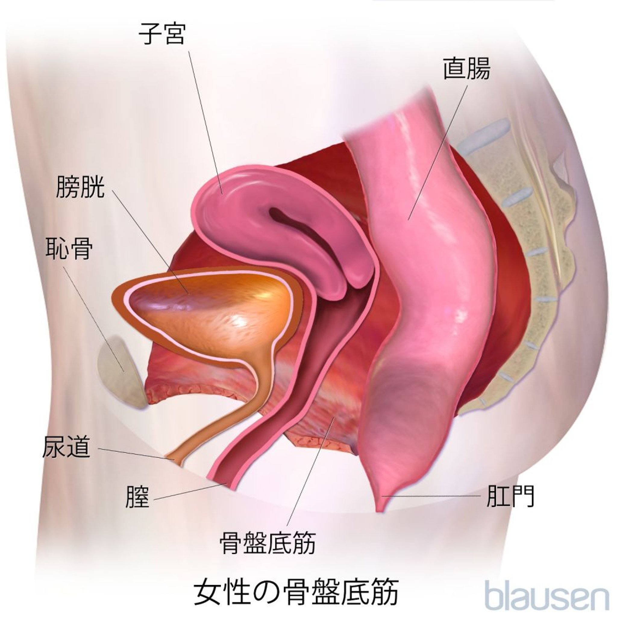 女性の骨盤底筋（側面図）