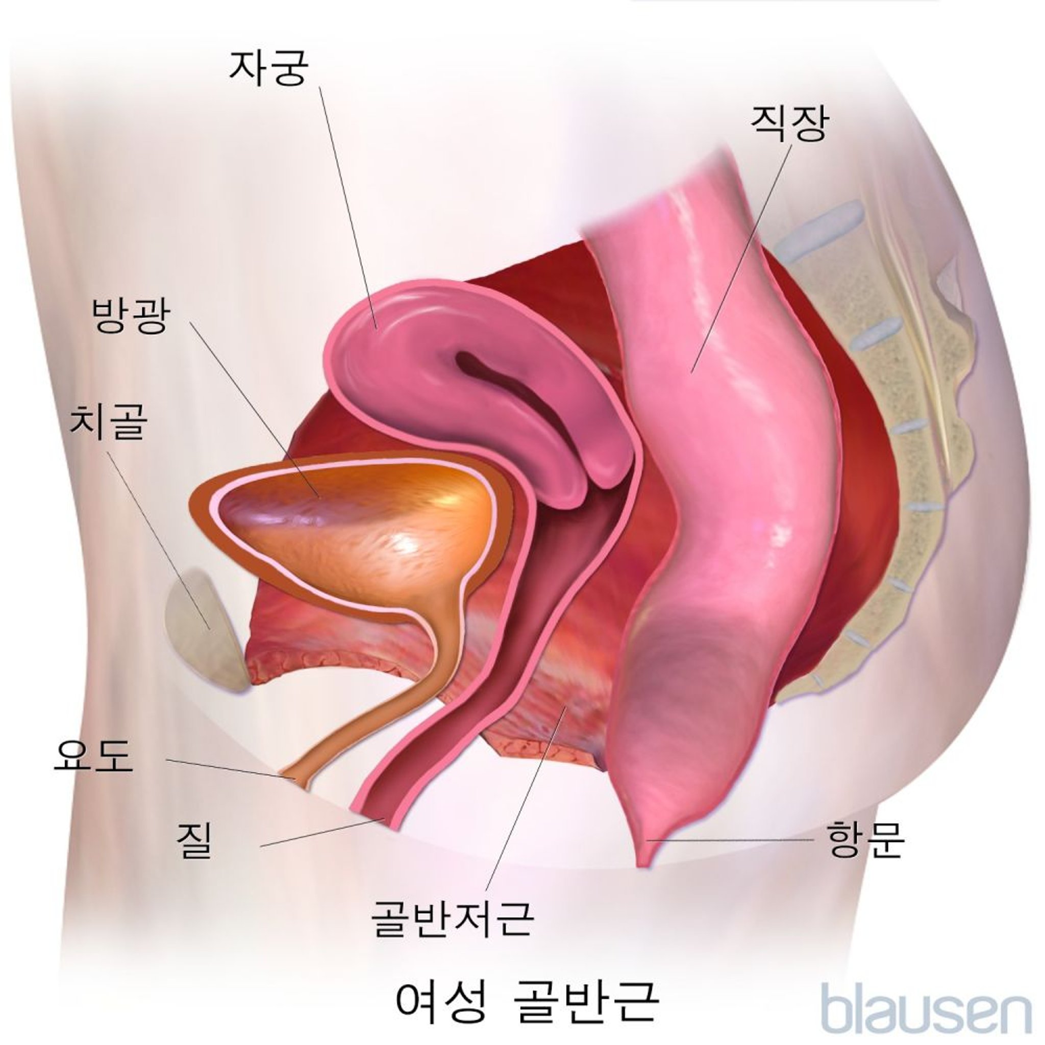 여성 골반근(측면도)
