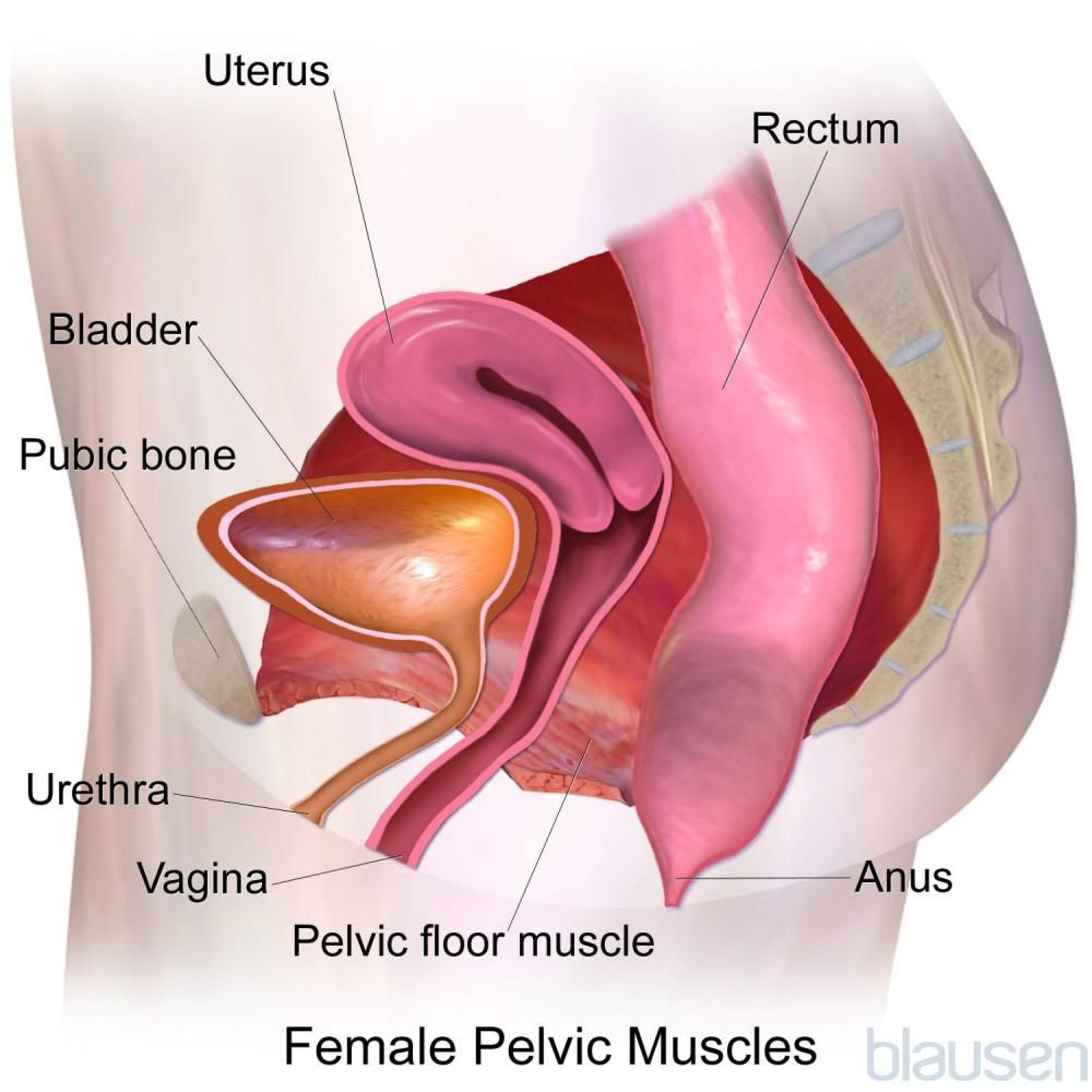 Músculos do assoalho pélvico no sexo feminino (vista lateral)
