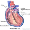 Pericardial Sac