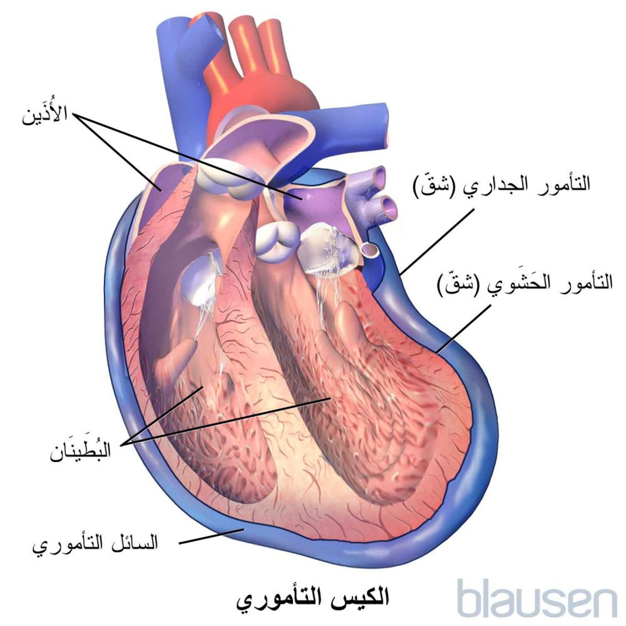 الكيس التأموري