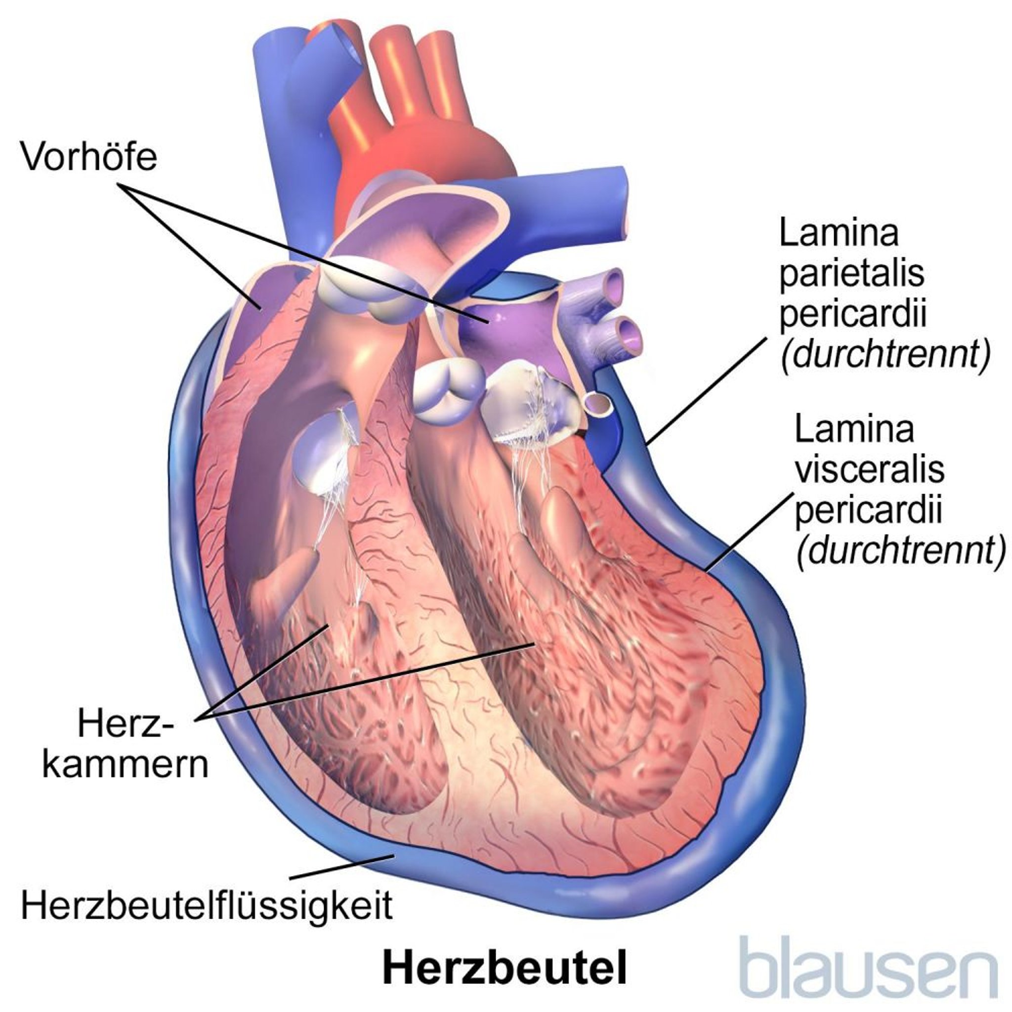 Herzbeutel