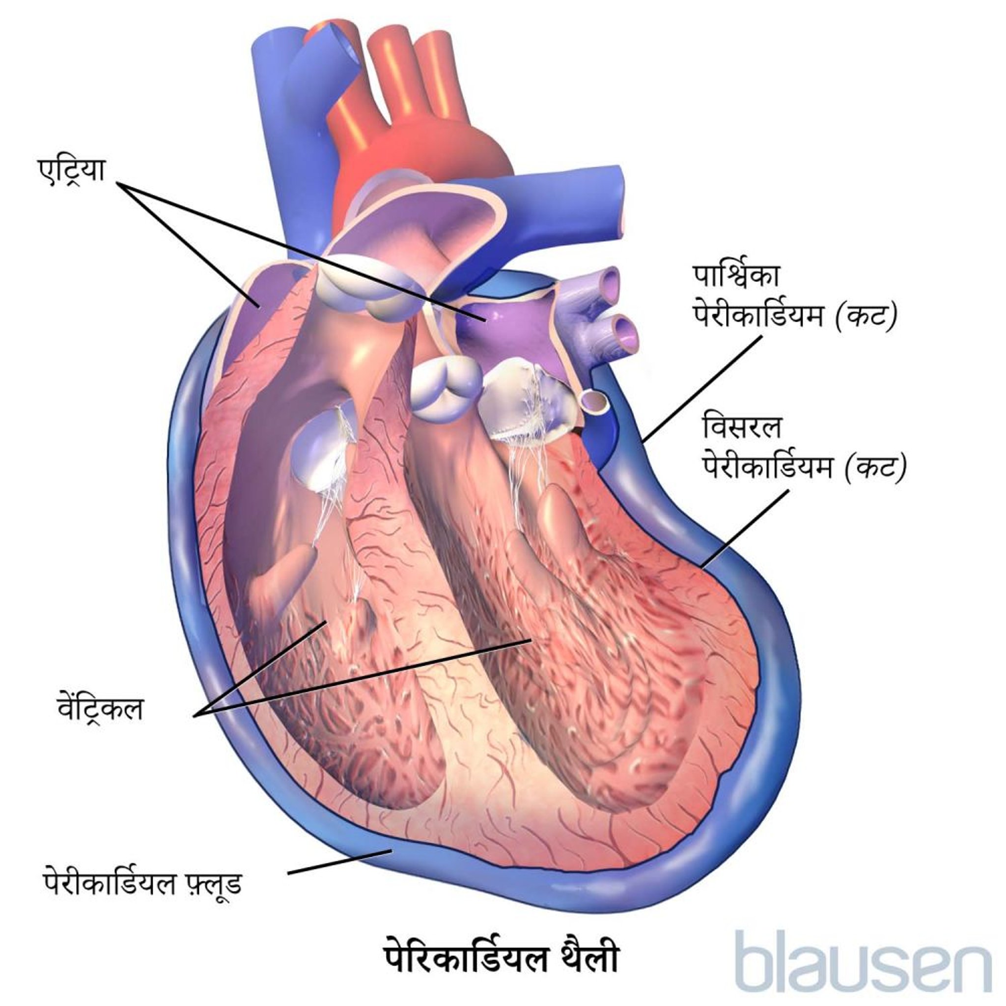 पेरिकार्डियल थैली