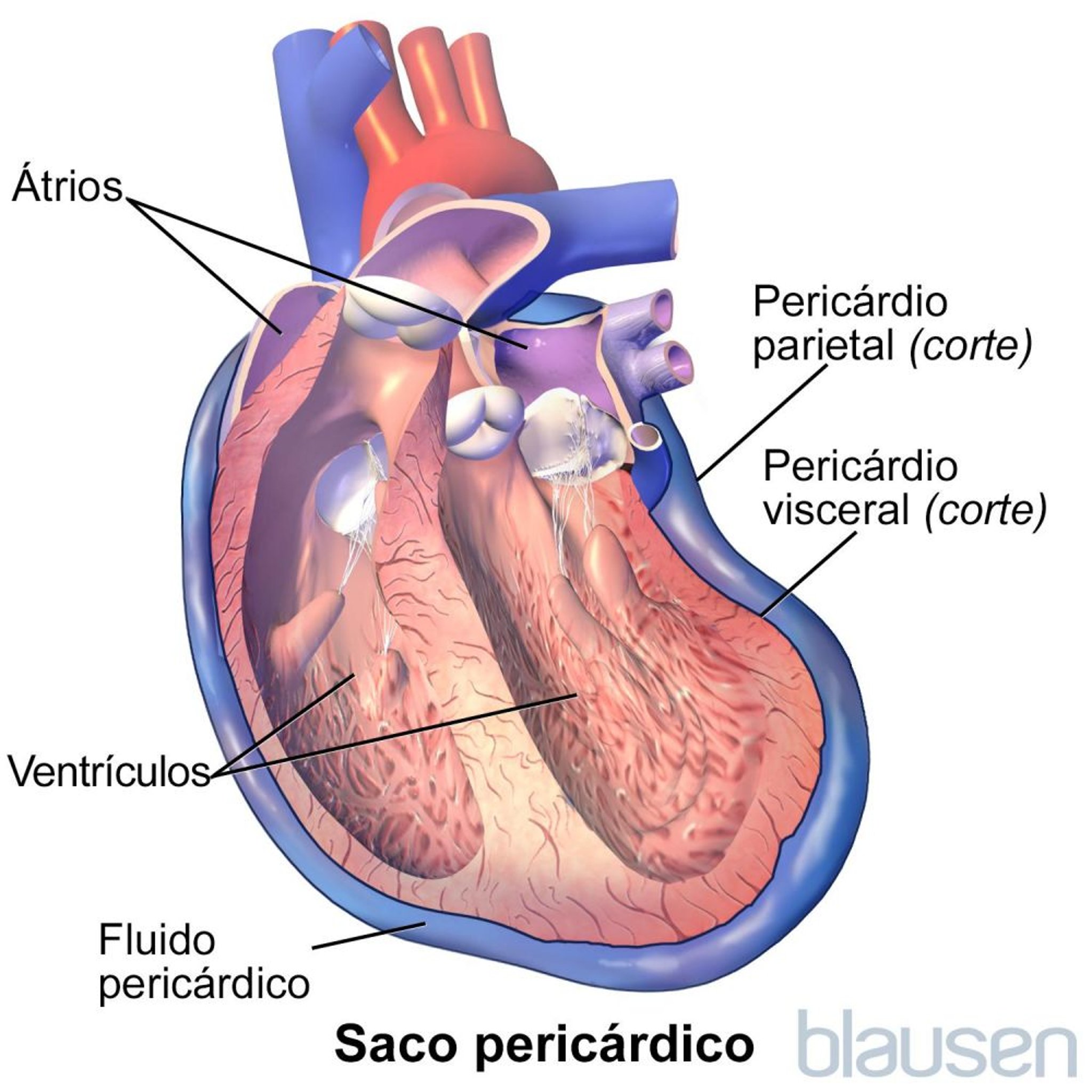 Saco pericárdico