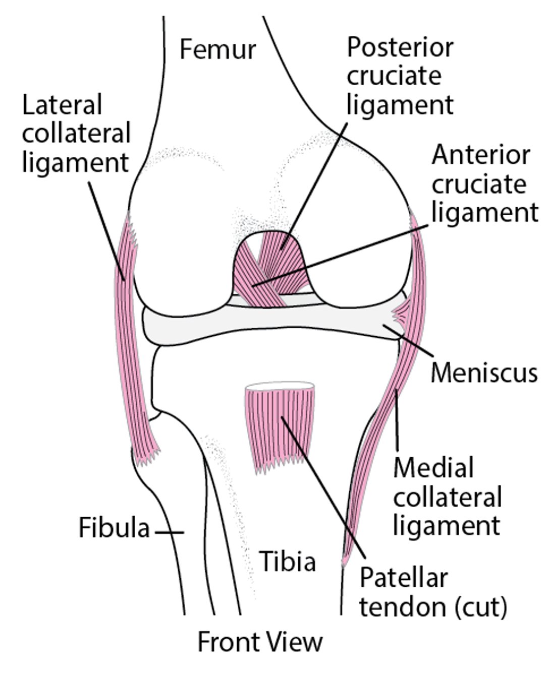 Holding the Knee Together