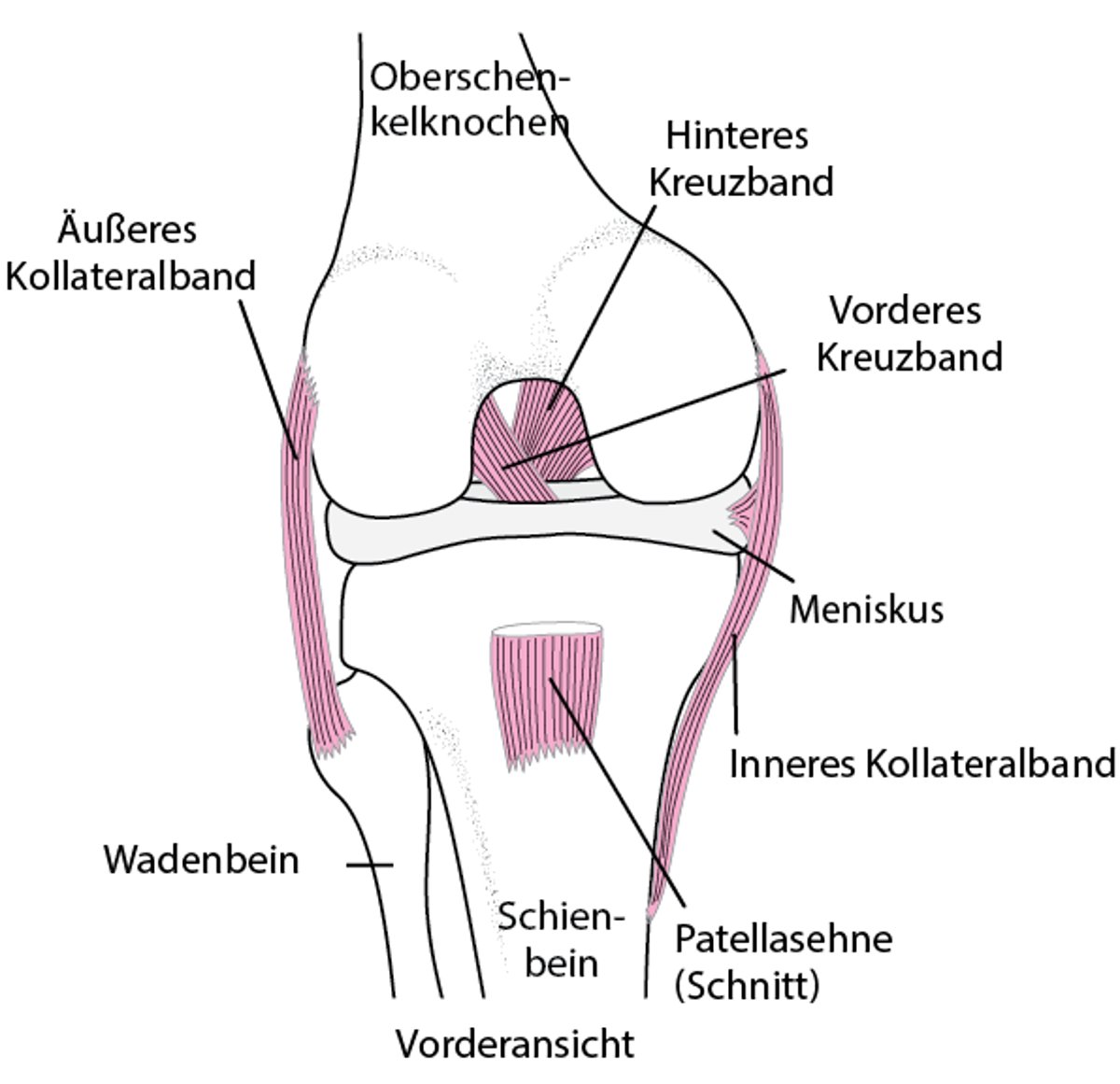 Stabilisierung des Knies