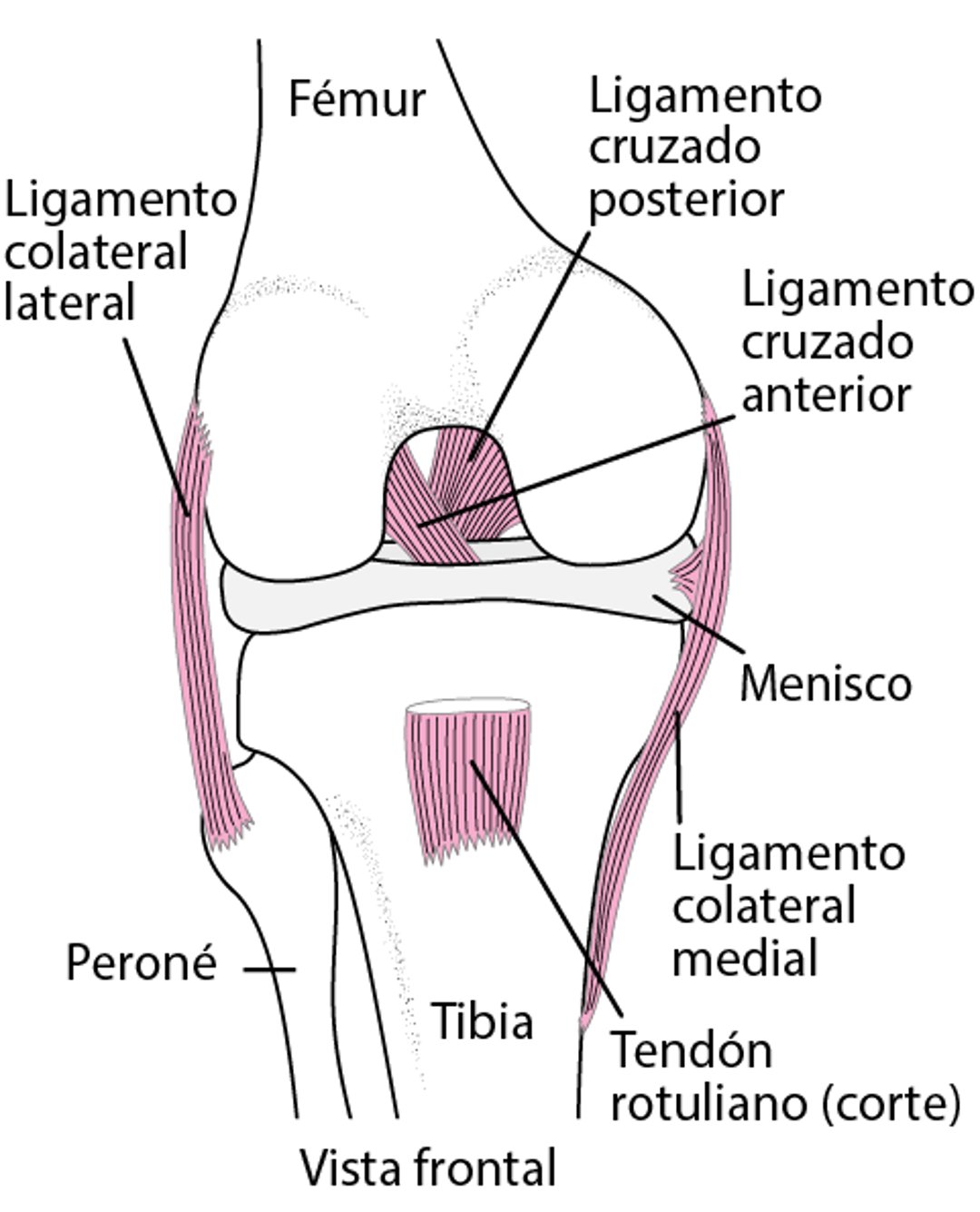 Mantener la rodilla unida