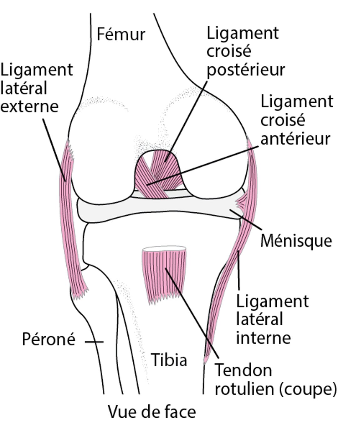 Maintenir le genou