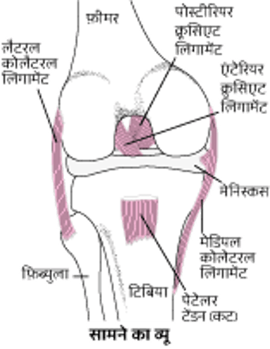 दोनों घुटनों को एक साथ मोड़ना