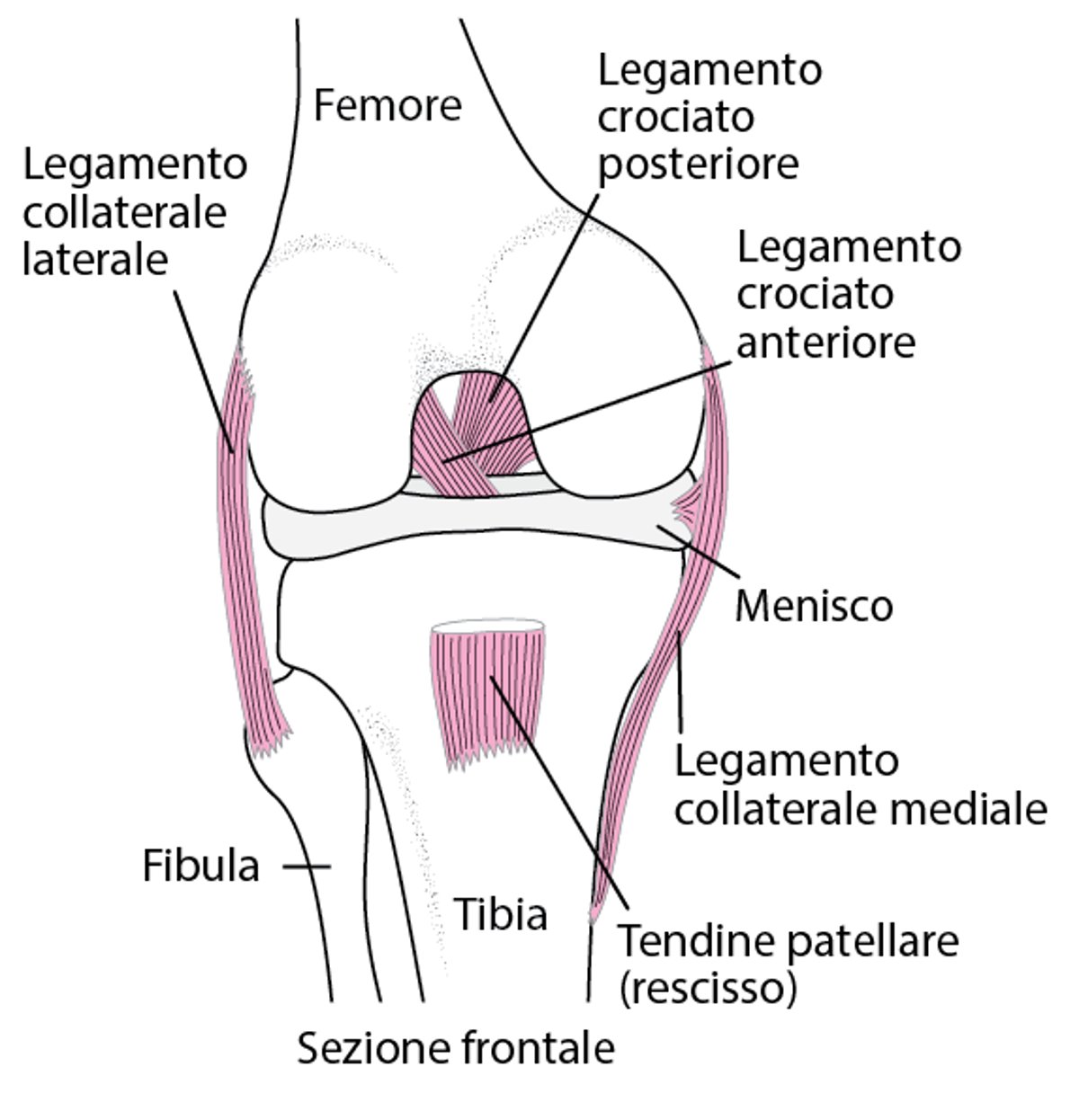 I legamenti mantengono il ginocchio coeso