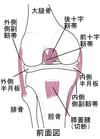 膝ひざを支ささえる仕組しくみ