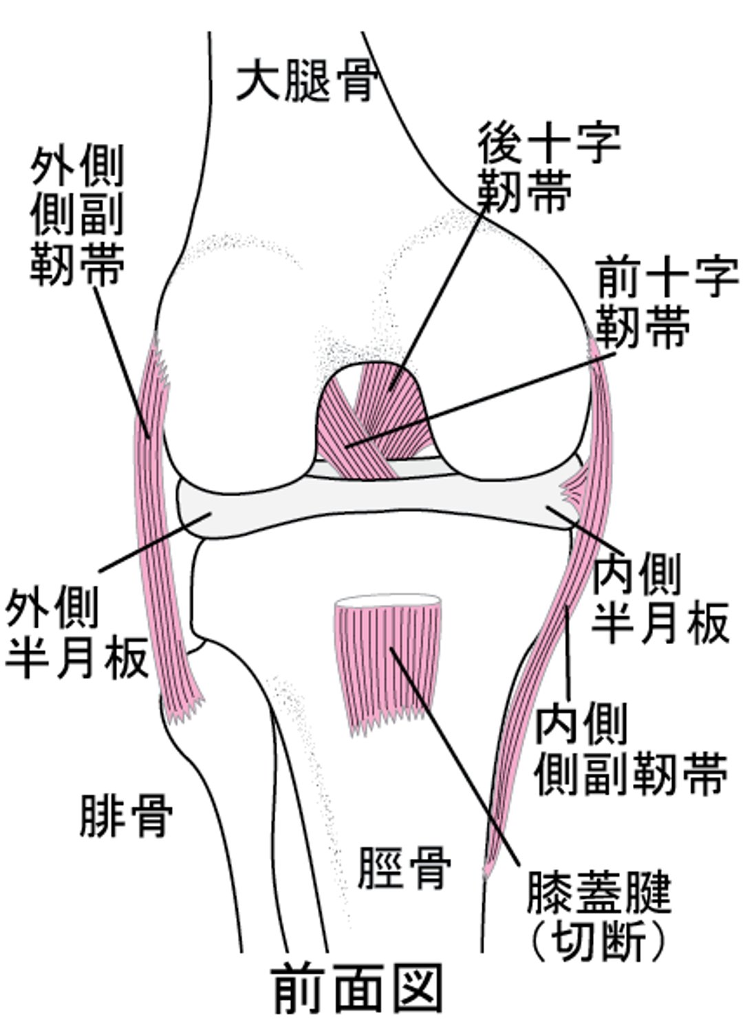 膝ひざを支ささえる仕組しくみ