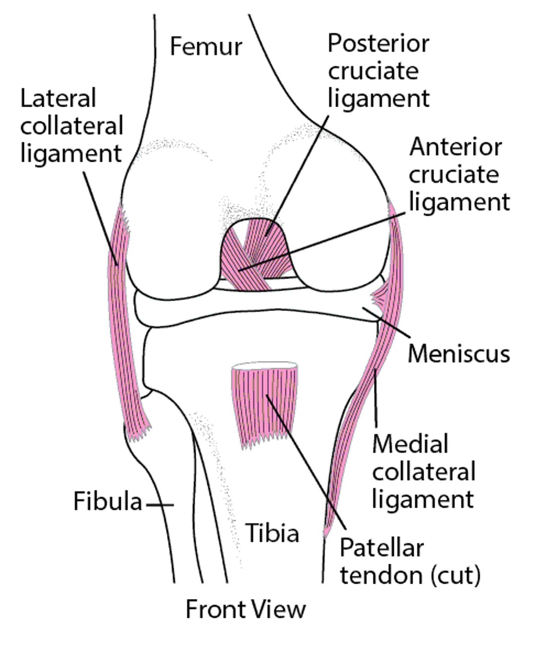 무릎을 제자리에 유지하는 것