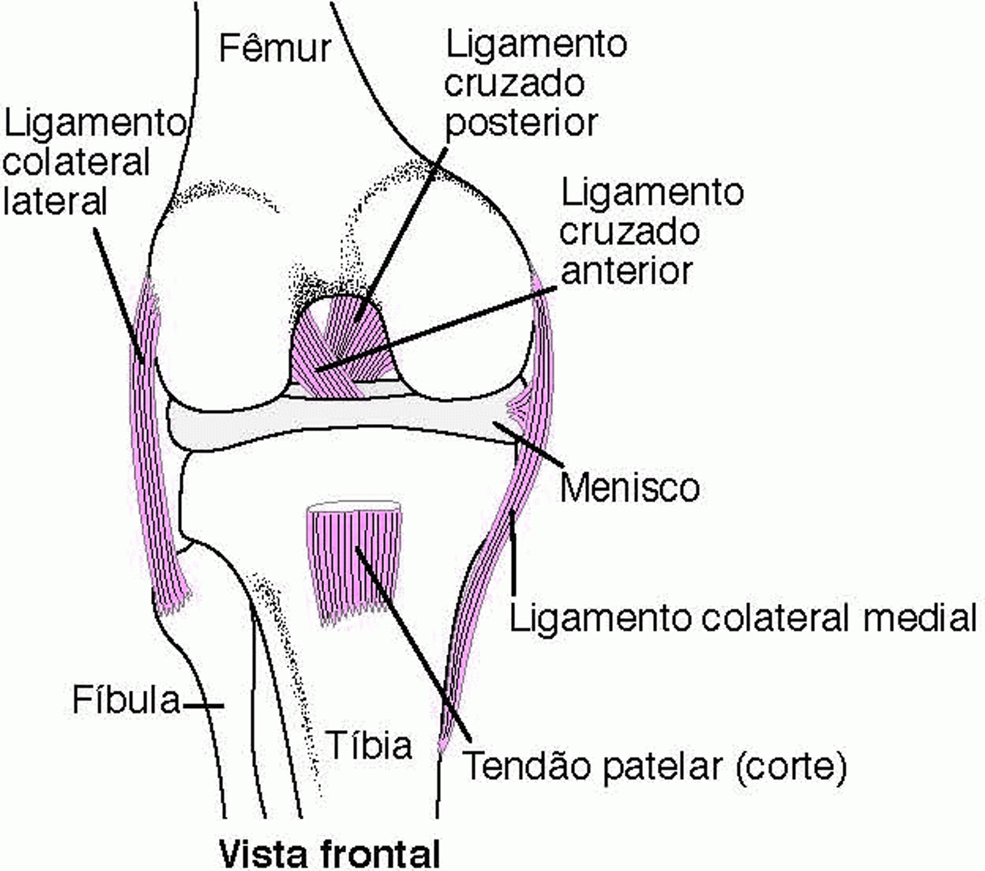 Mantendo os joelhos unidos