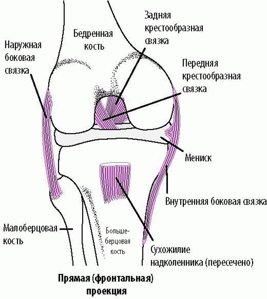 Что удерживает кости коленного сустава