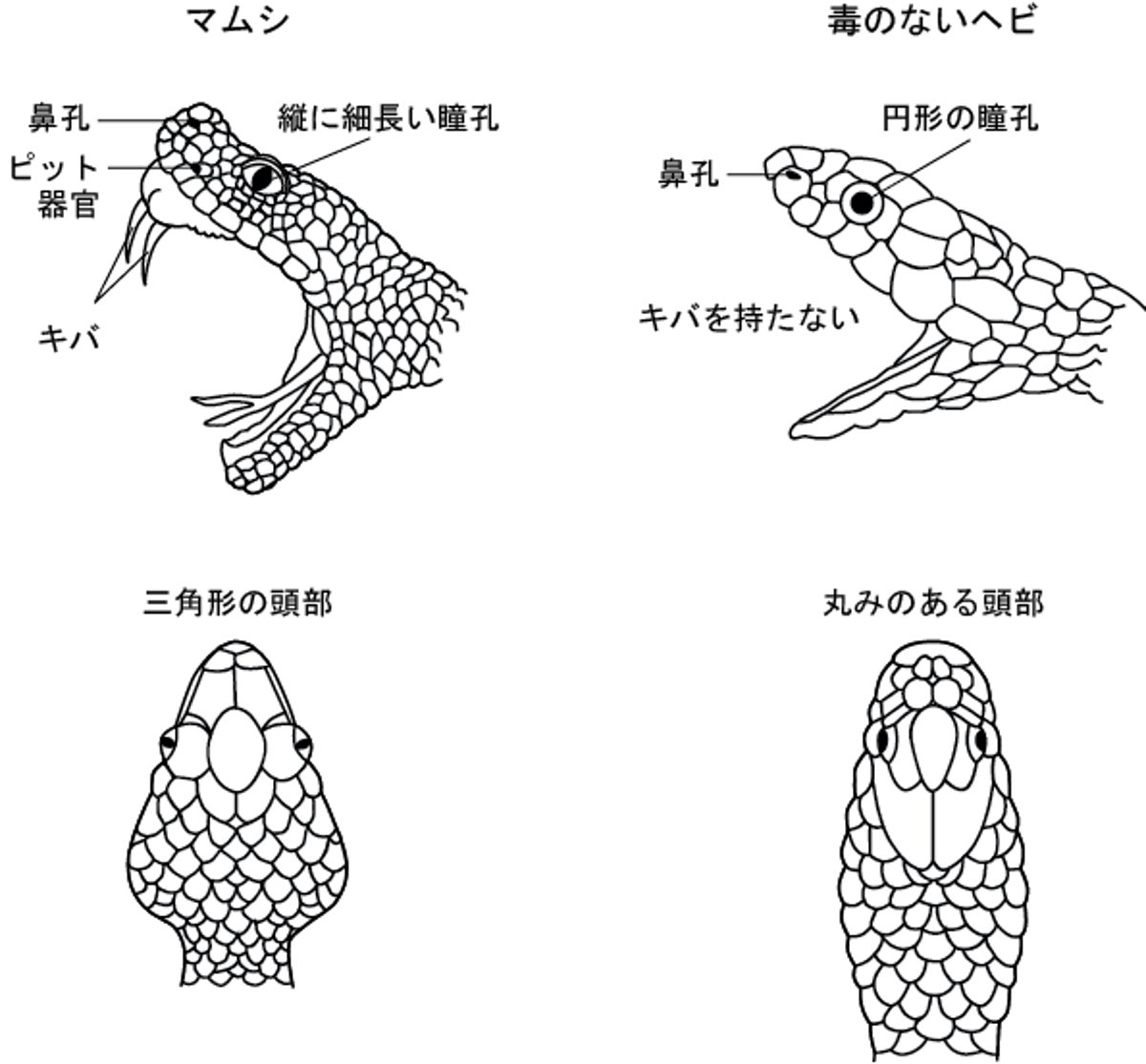 マムシ類のヘビの見分け方