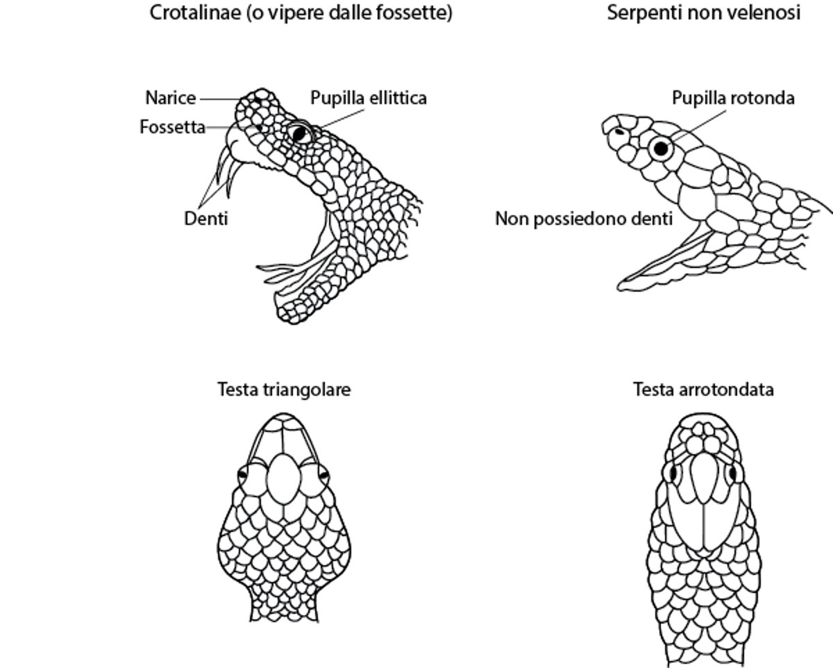 Come riconoscere un crotalo