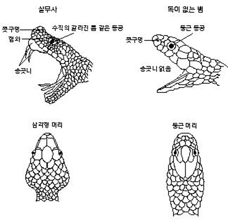 저 뱀이 살무사인가?