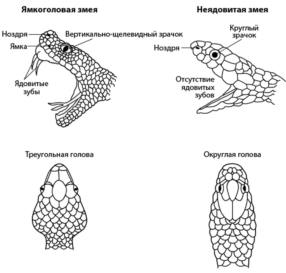 Как узнать ямкоголовую змею?