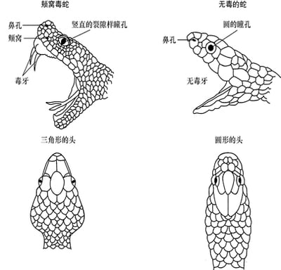 这是颊窝毒蛇吗？